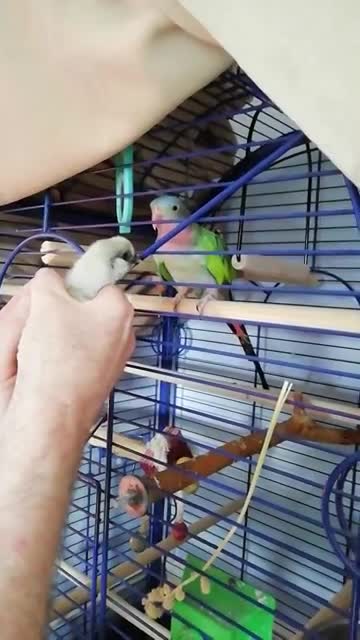 Parrot and baby chicken have conversation with each other