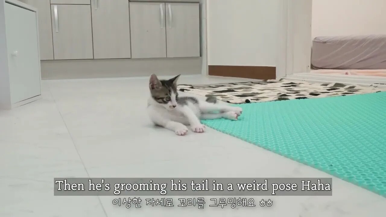 The Rescued Kitten Shows His Power to the Big Cat with a Punch#shorts