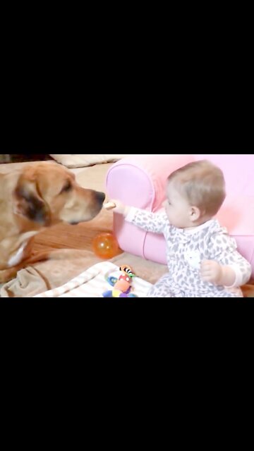 Dogs Are the Best | They make you laugh #12