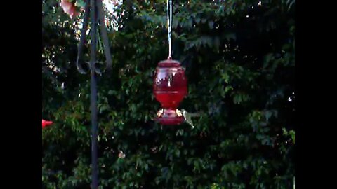 hummingbirds1