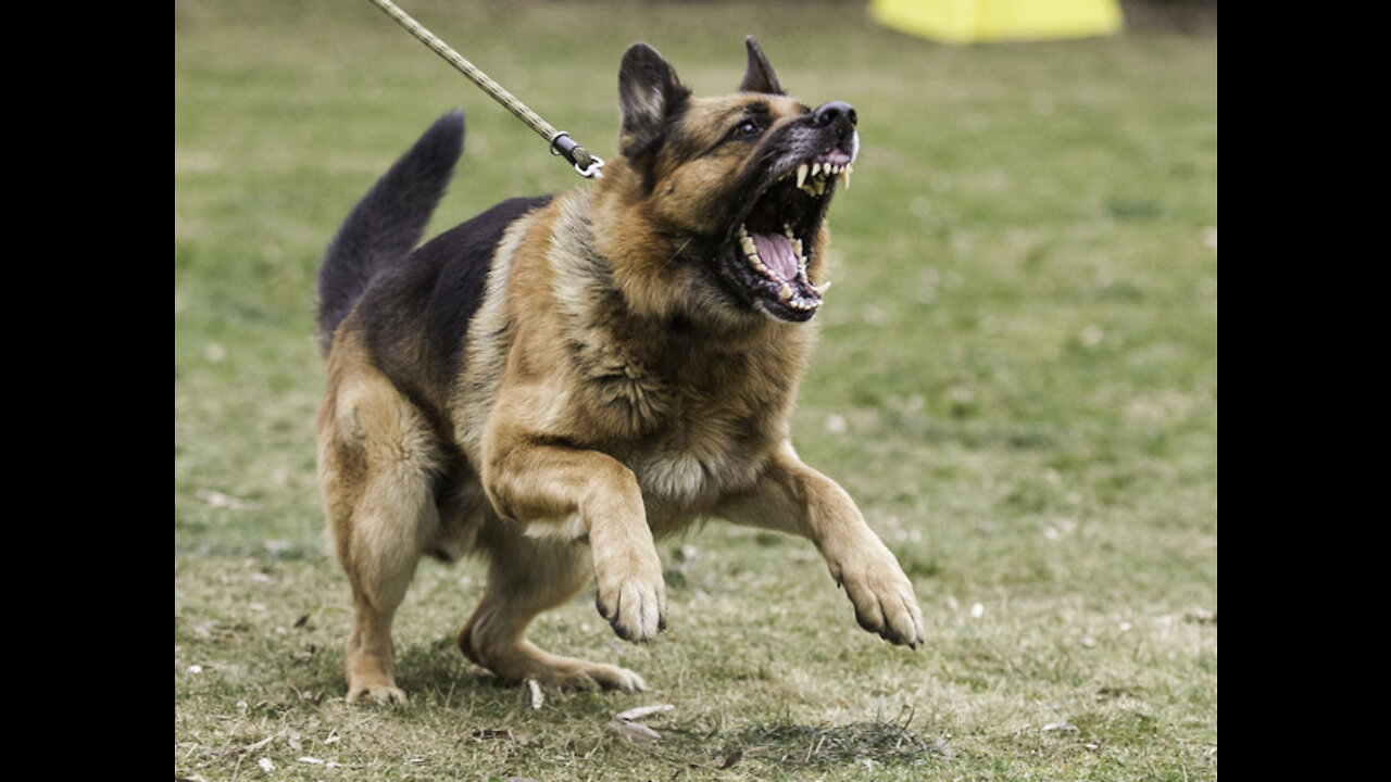 How to self defense against a aggressive dog attack