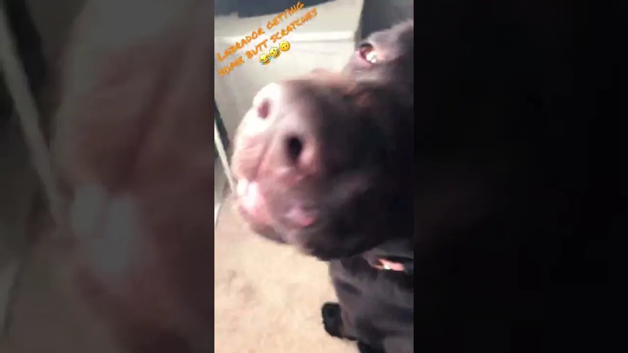 #Labrador loves some butt scratches! #shorts #shortsvideos
