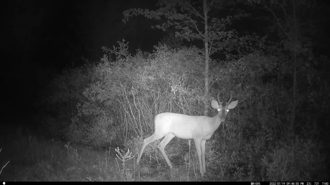 July trailcam