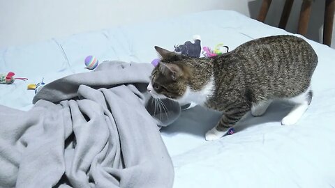 Cat Stalks Toy, Wiggles His Butt and Attacks