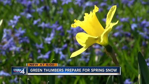 Green thumbers prepare for spring snow