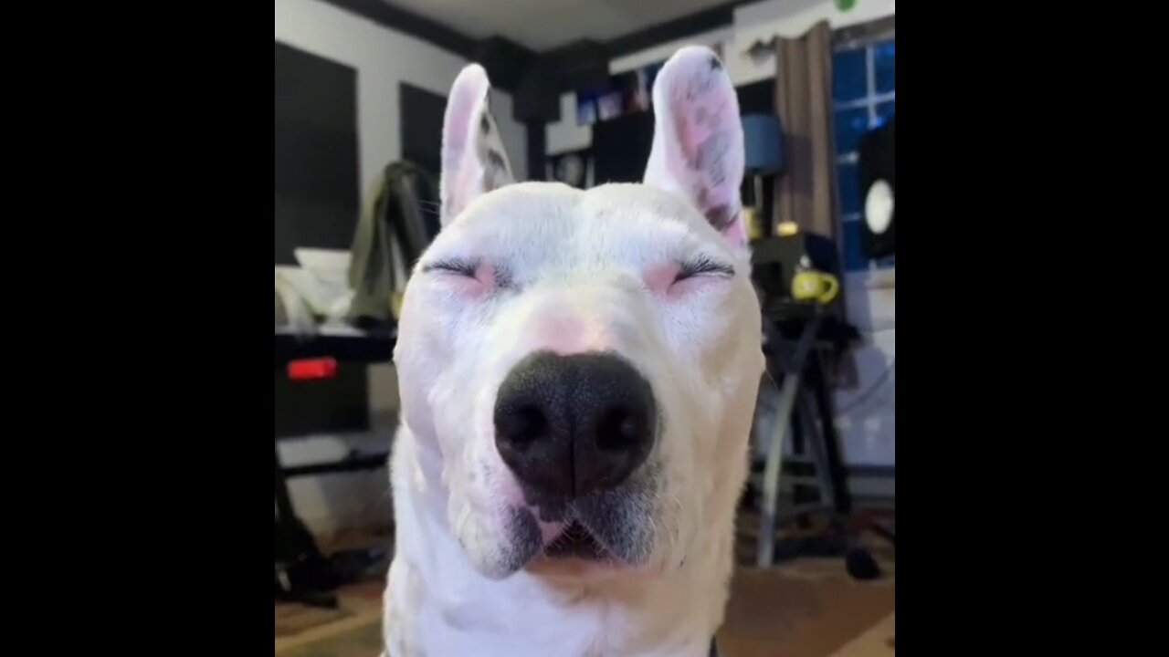 FUNNY video of a handsome dog