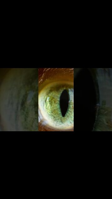 Most Amazing and trending video||relaxing your mind||trendig videos|| #shorts #trending #viral #live