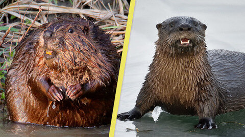 You otter know the difference between these two Canadian animals