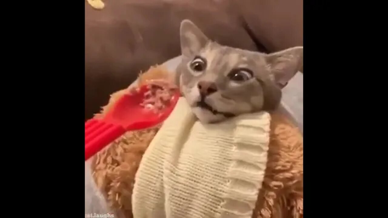Ethiopian Funny Funniest Animals Best Of The 2021 Animal Videos pet reaction videos
