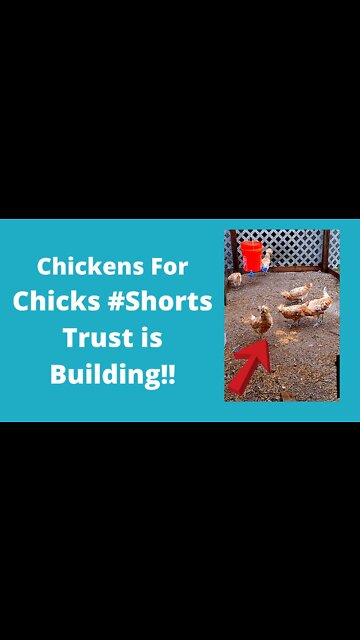 Buff Laced Polish Chickens Starting to Trust Me #Shorts