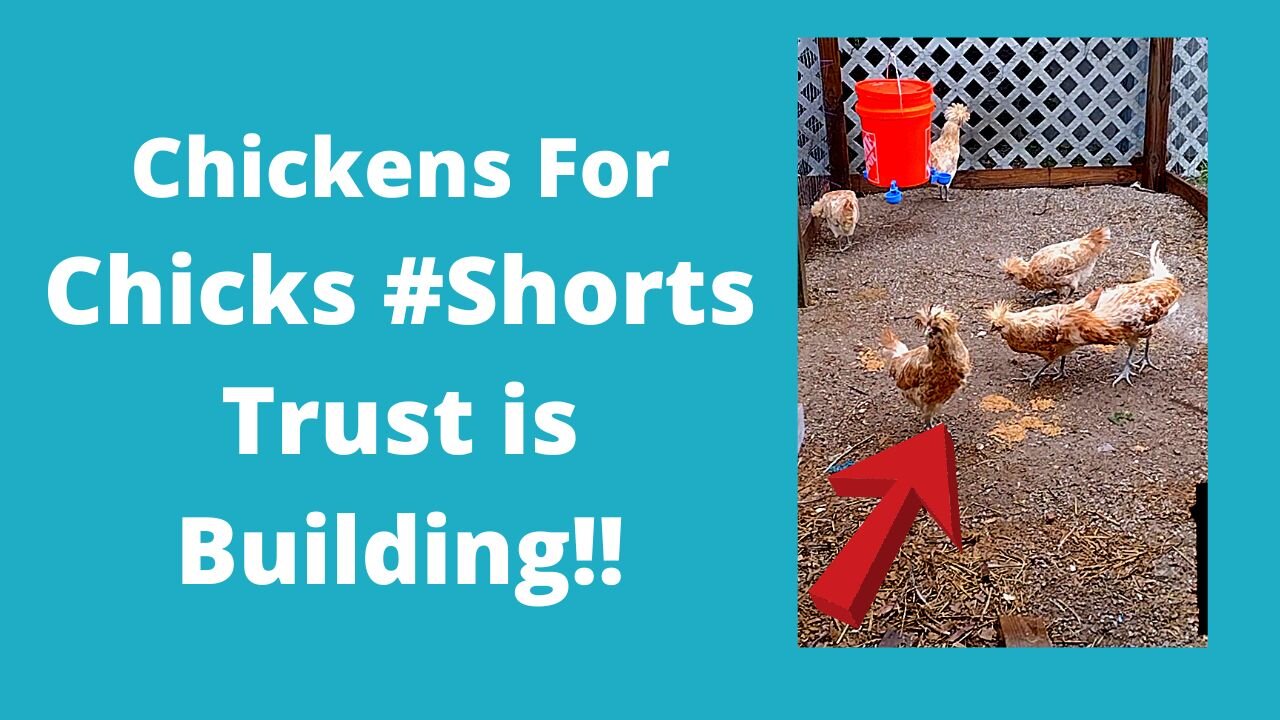 Buff Laced Polish Chickens Starting to Trust Me #Shorts