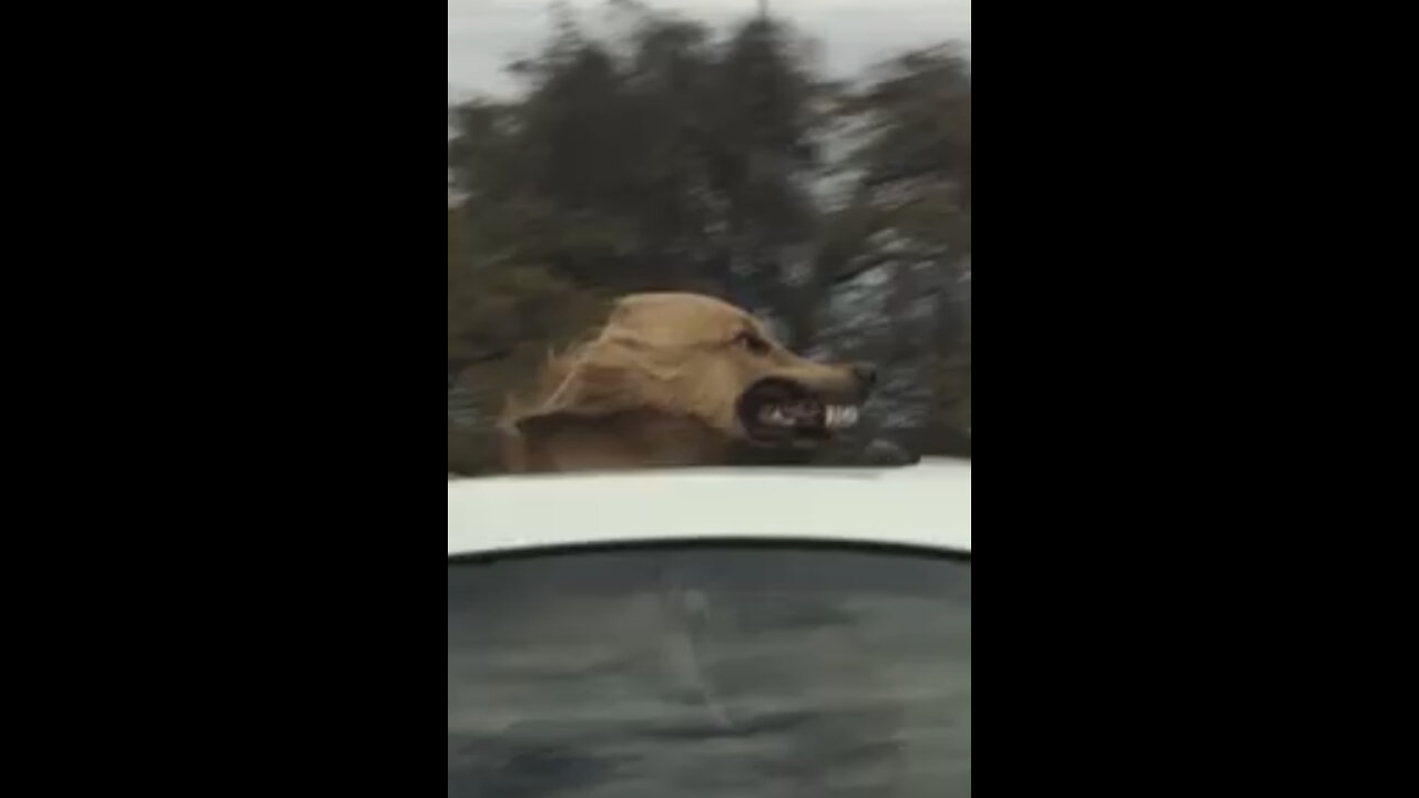 Dog vibing with the wind.