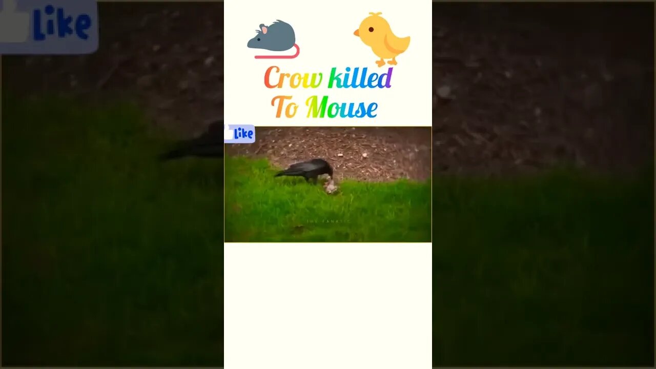 Crow killed to mouse 🐀#shorts #shortsfeed #youtubeshorts