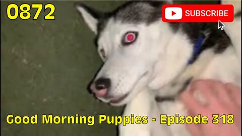 [0872] GOOD MORNING PUPPIES - EPISODE 318 [#dogs #doggos #doggos #puppies #dogdaycare]