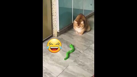 Funny cats video