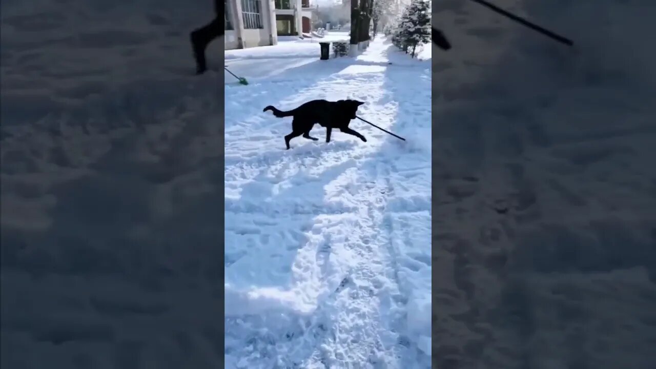 I halp...🐶🐾🌨️😅 #shorts #animals