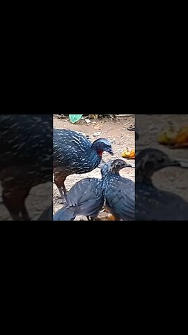 JACU E SEUS FILHOTES COM FOME