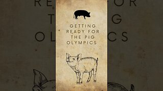 Pig Olympics Here We Go #shorts #youtube video ideas #Shorts