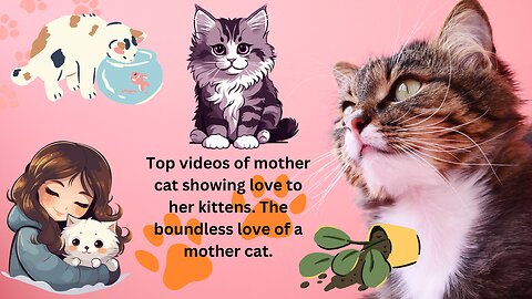 Top videos of mother cat showing love to her kittens. The boundless love of a mother cat.