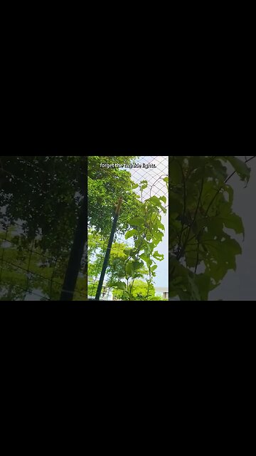 TIme to Upgrade the Kitchen Container Garden #Garden #containergardening #gardening