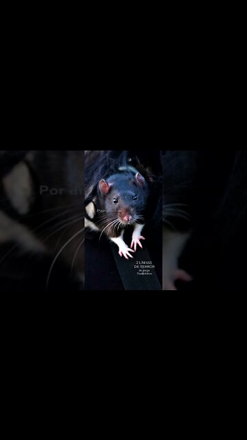 2 LINHAS DE TERROR - #14