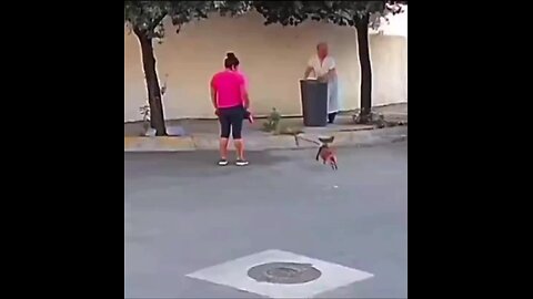 funny animals