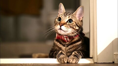 Try NOT to Laugh! 😹 Awww! When a Cat’s Eyes 😻 Say "I Wuv You 💘 to Da Moon 🌙 & Back" (#85) #Clips