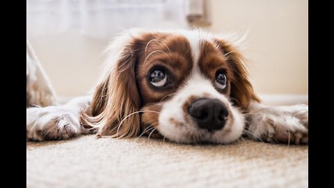 A dog fights with his reflection in the mirror