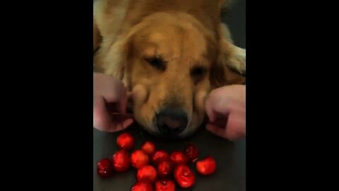 The cutest thief🥺🐶