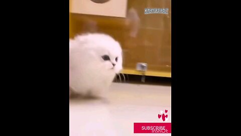 How*beautiful*kitten*trending_*Video*🙈😱👌