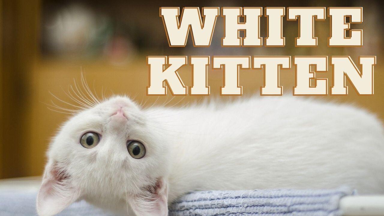 very cute lazy white kitten