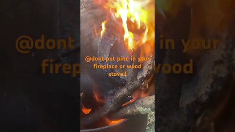 @do not put pine In your woodstove or fireplace 🔥!! @This creates crissol and will burn your house!