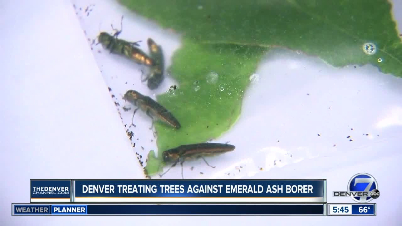 Denver treating trees again Emerald Ash Borer