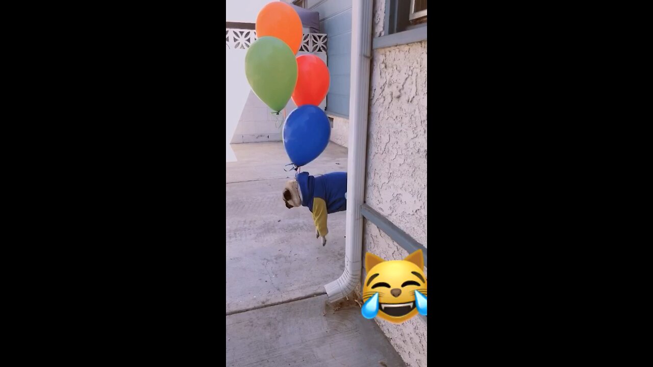 Cute baby dog 🐶 | Flying in the air 😦