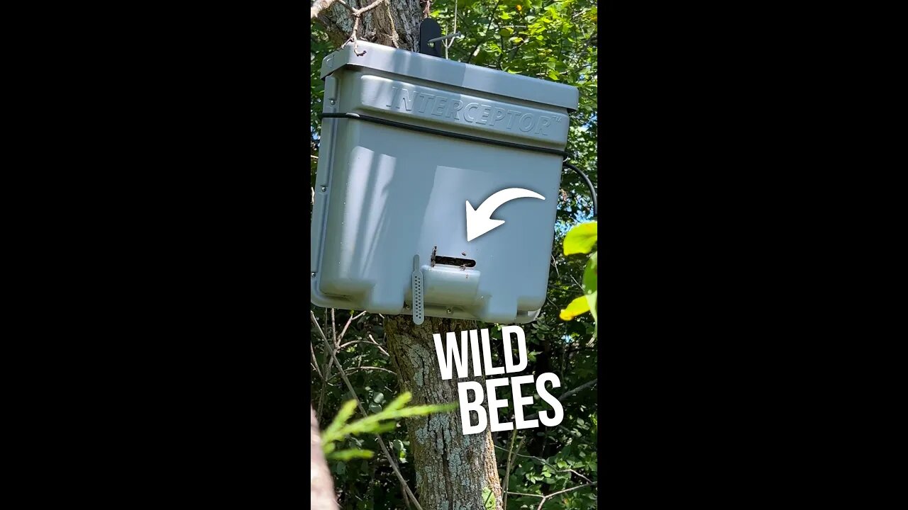 We caught wild bees!