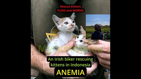 Anemia in young rescue kittens - FLEAS and WORMS #irish #Indonesia #kittenrescue