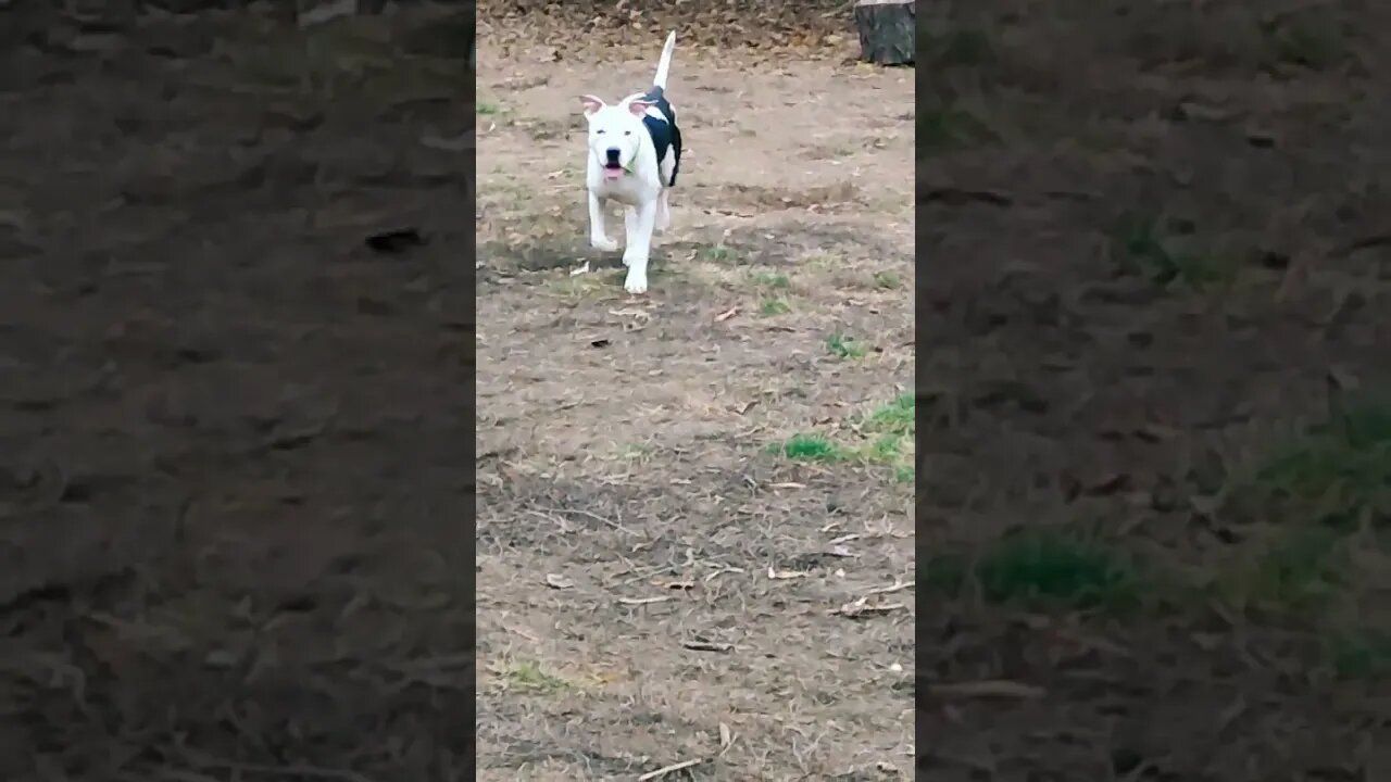 The lion in the jungle 🦁 #shorts #amstaff #nero #lion #jungle #fypシ #running #viralvideo #pam #pam