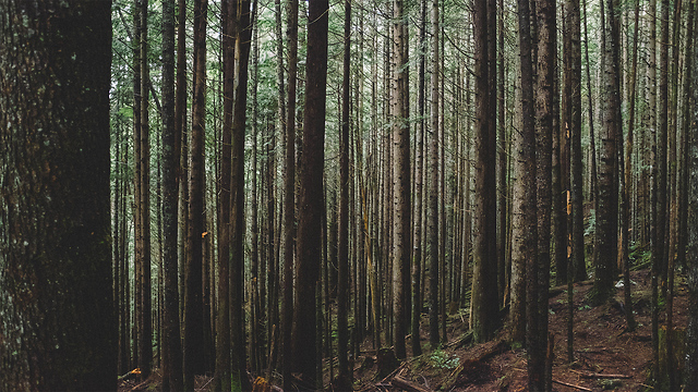 These Trees Will Grow Around Whatever Stands In Their Way