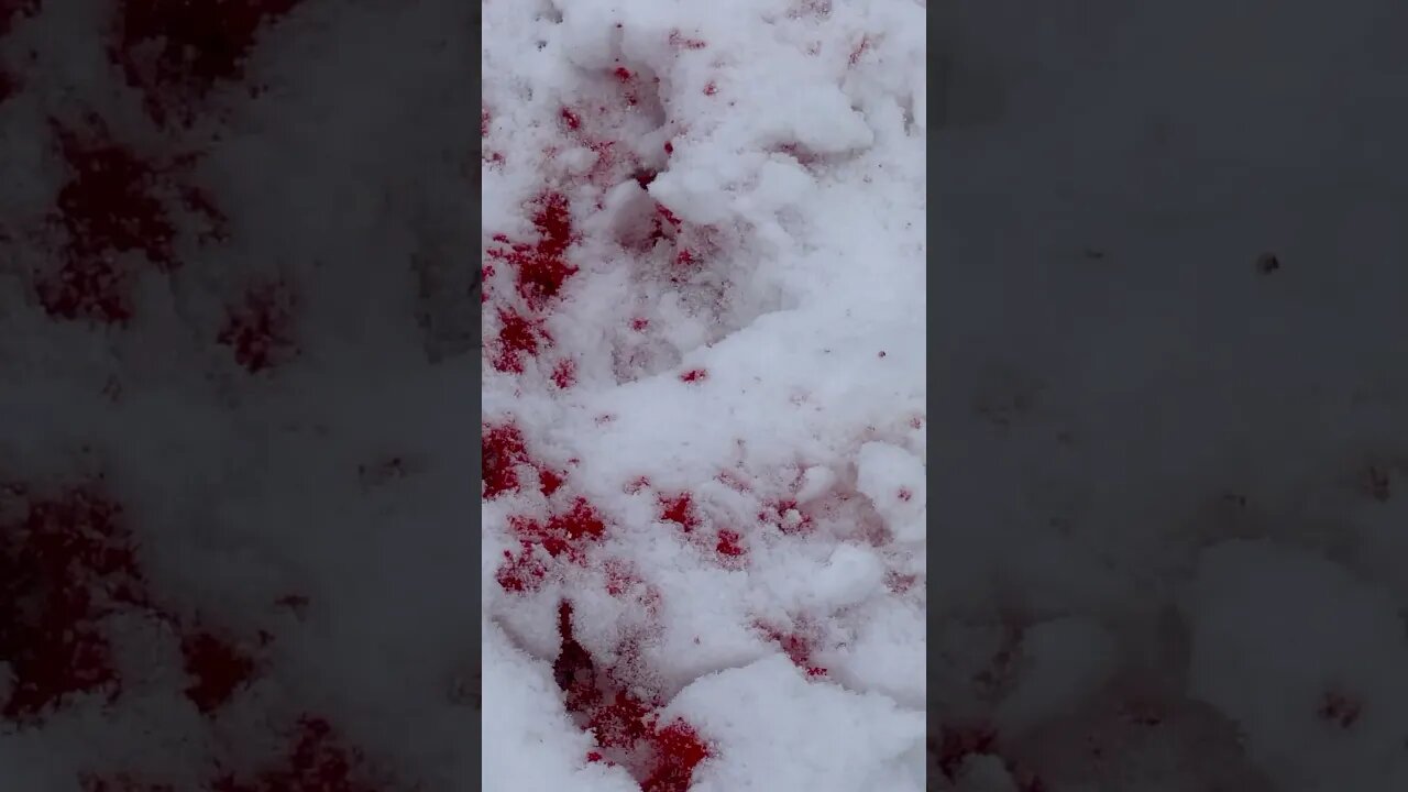 Elk hunting