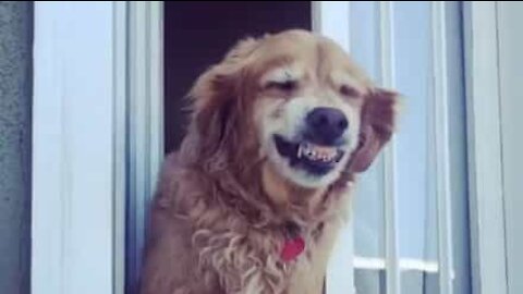 Dog greets neighbor with a smile