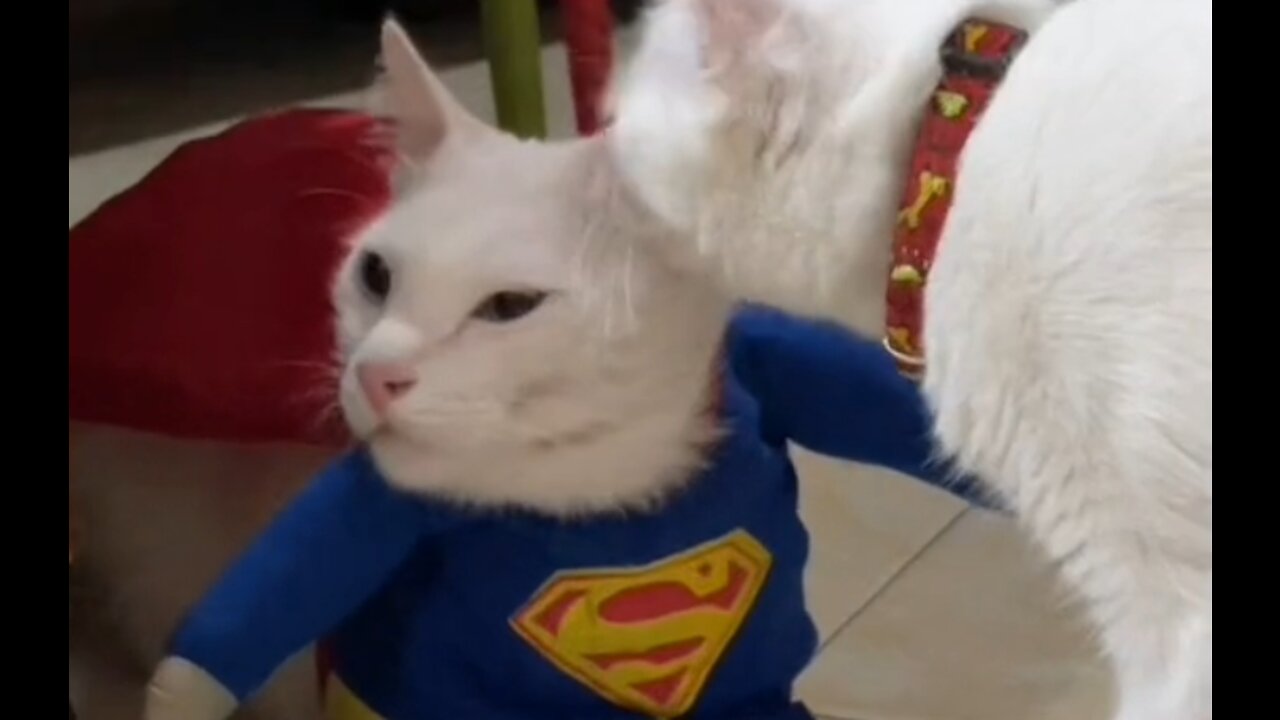 funny cat