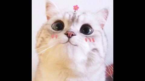 Cats talking !! these cats can speak english better than hooman -1