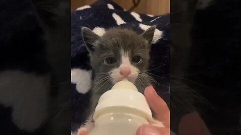 котик нямкает молотько