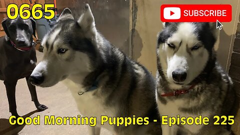 [0665] GOOD MORNING PUPPIES - EPISODE 225 [#dogs #doggos #doggies #puppies #dogdaycare]