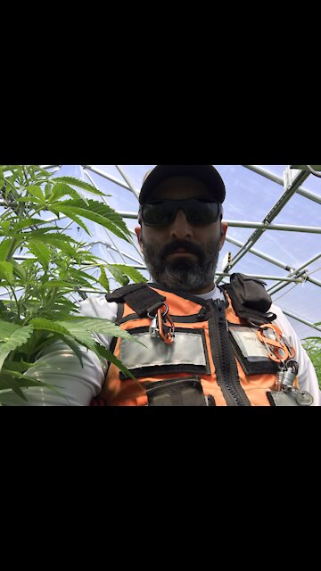 Building a huge tier one cannabis farm
