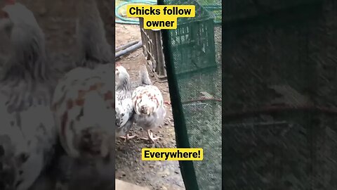 Chicks follow owner everywhere ❤️🤣