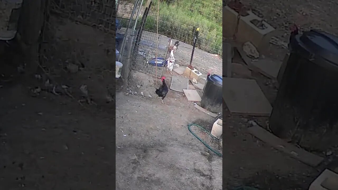 Farm cam. Fred the rooster. His tail is growing back