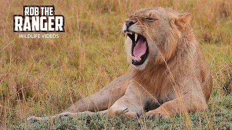 Nomadic Lions Finish A Meal | Maasai Mara Safari | Zebra Plains