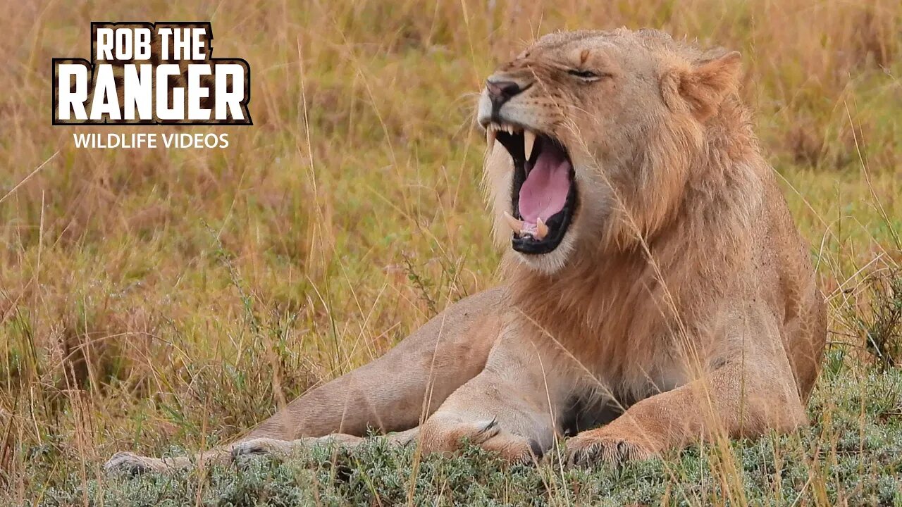 Nomadic Lions Finish A Meal | Maasai Mara Safari | Zebra Plains