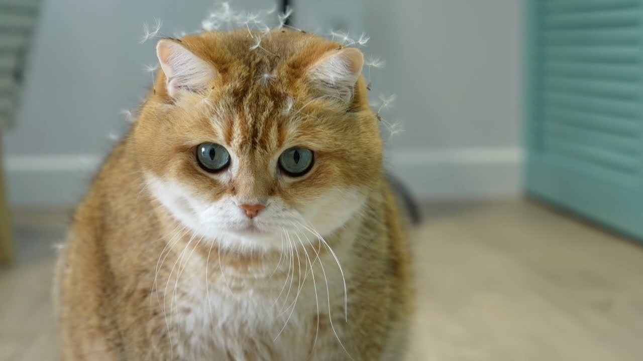 Dandelions cat.